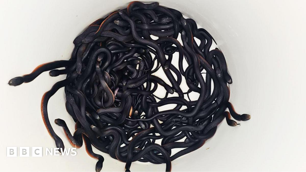 Over 100 red-bellied black snakes found in Sydney’s backyard