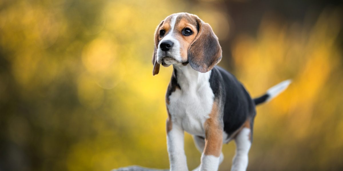 How to watch, stream 2025 puppy bowls online for free without live ring cable, no animal planet